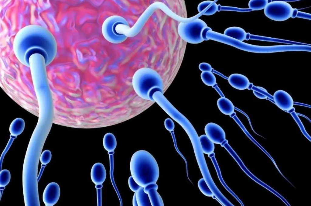 Πώς ο κορωνοϊός επηρεάζει την ποιότητα του σπέρματος