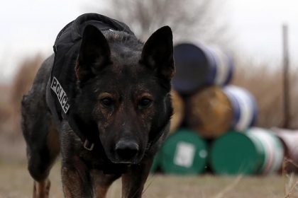 Αστυνομικός σκύλος εντόπισε συσκευασίες κάνναβης σε ντουλάπα οικίας