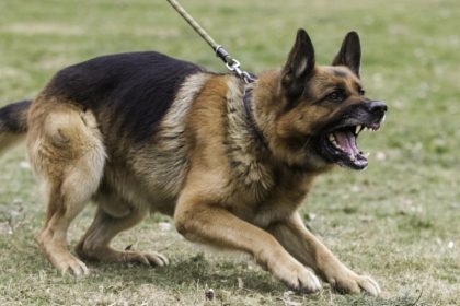 Σκύλος που ανήκει στην οικογένεια Τσιτσιπά επιτέθηκε και δάγκωσε 13χρονο στη Βουλιαγμένη