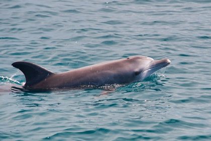 Κορινθιακός: «Σαν άνθρωπος» περίμενε δελφινάκι να το διασώσουν