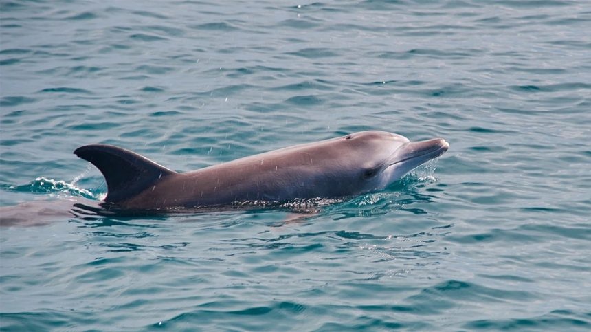 Κορινθιακός: «Σαν άνθρωπος» περίμενε δελφινάκι να το διασώσουν